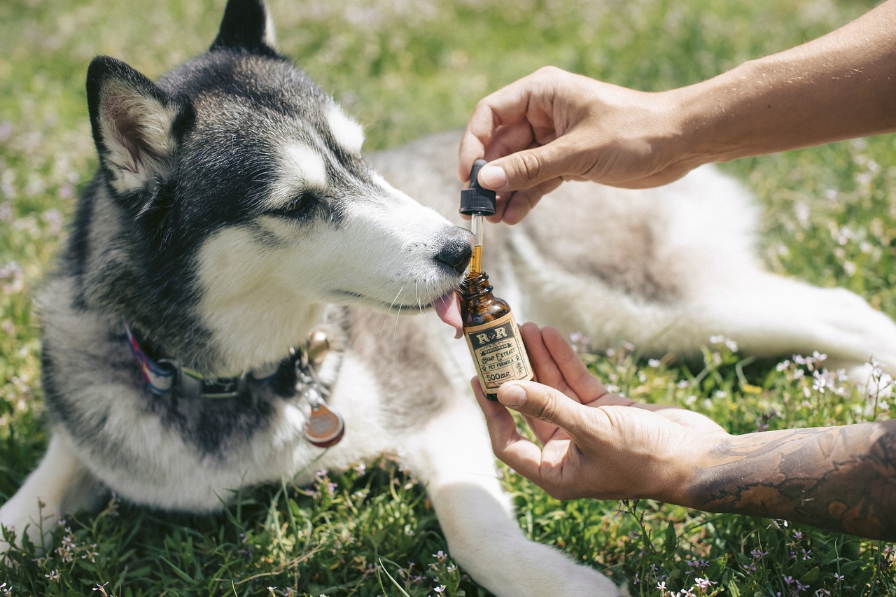 Enhance Your Dog's Wellbeing: The Magic of CBD for Dogs